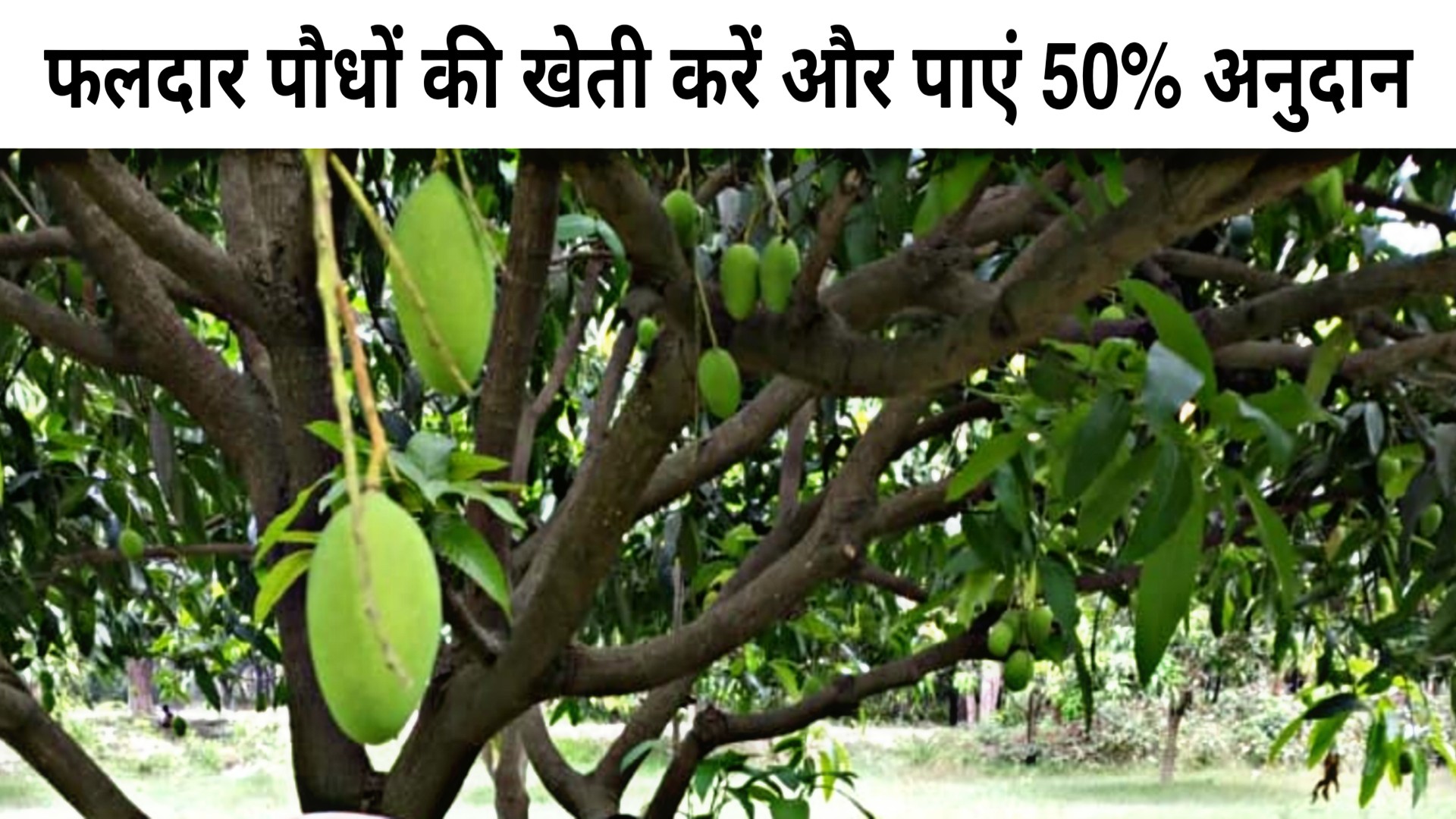 50% subsidy फलदार पौधों की खेती