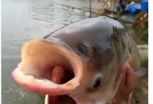 fish viral video