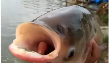 fish viral video