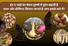 इन 5 जड़ों का सेवन पुरुषों में तुरंत बढ़ाती है पावर और स्टैमिना!