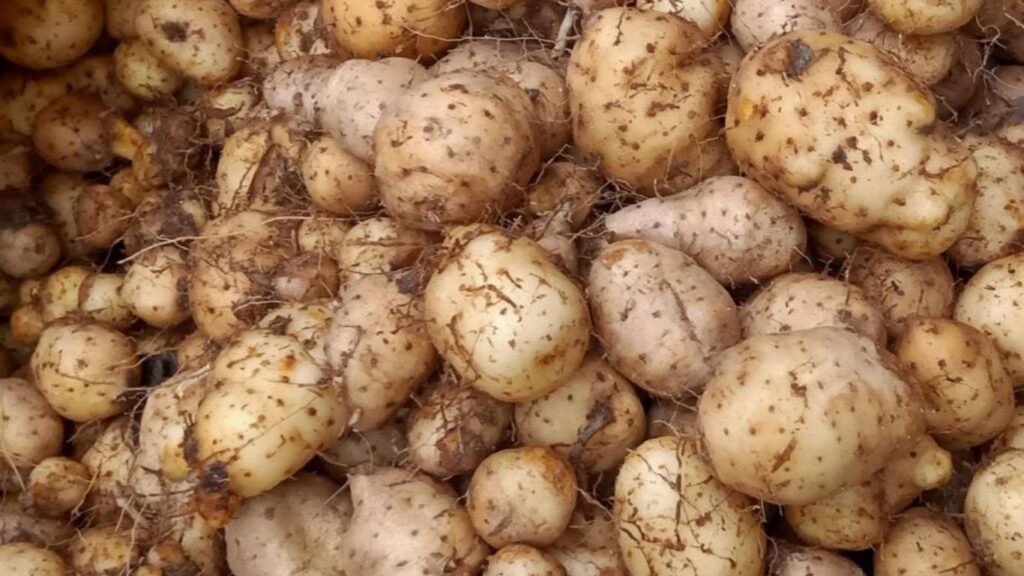 Lesser Yam (Dioscorea esculenta)