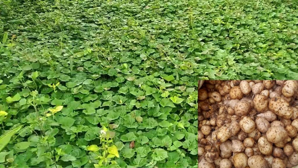 Lesser Yam Supplement