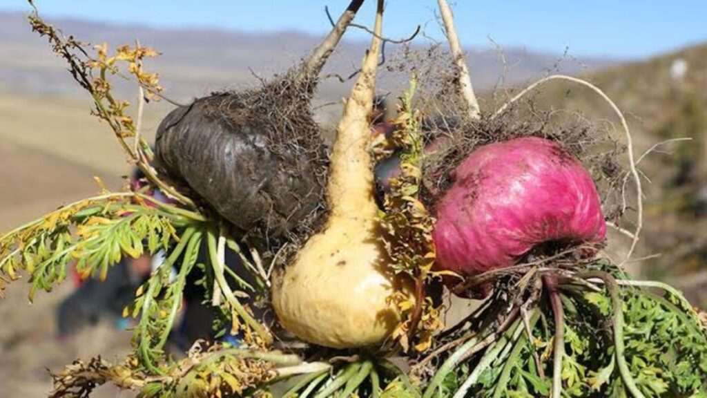 Maca Root Supplement