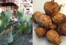 Taro Arbi Plants