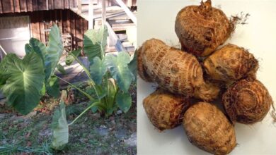 Taro Arbi Plants