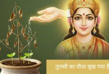 तुलसी का पौधा क्यों सूखता है